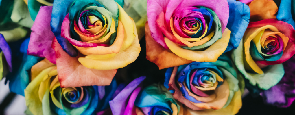 Rose that are edited or genetically modified to hold many different colors - Prism Health North Texas will attend Pride in Bloom at Dallas Arboretum